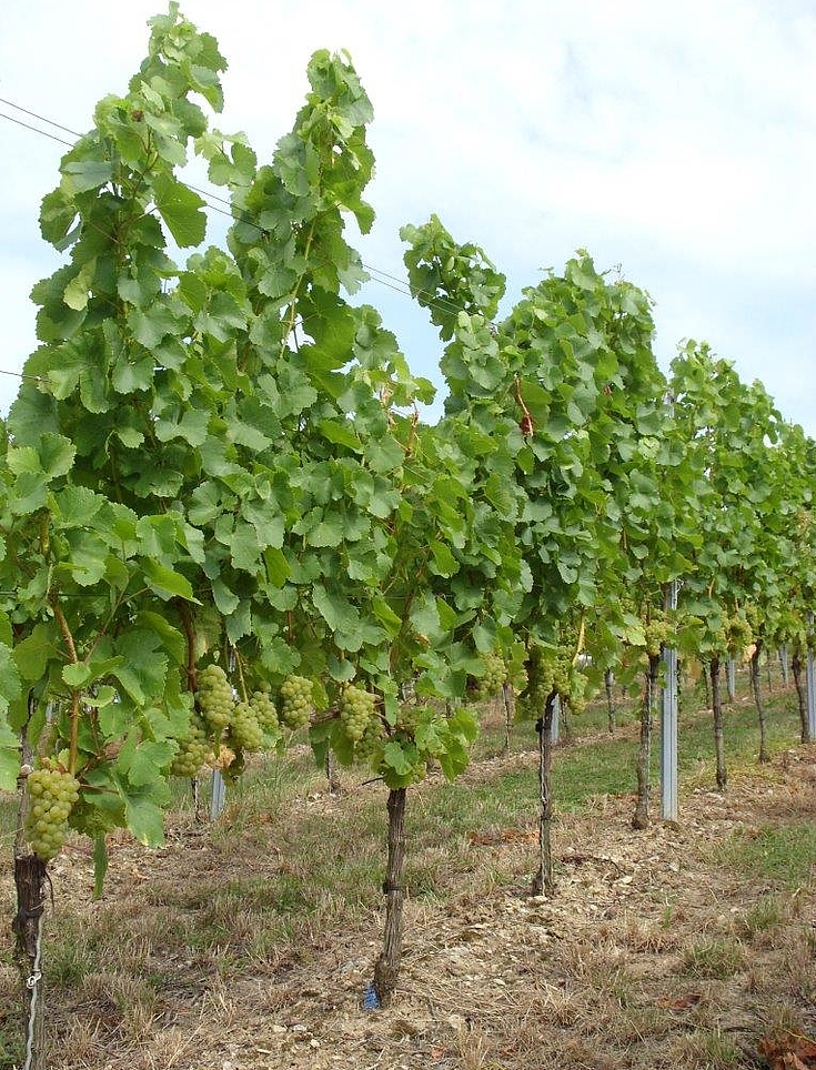 Die Rebsorte Silvaner profitiert vom Temperaturanstieg.