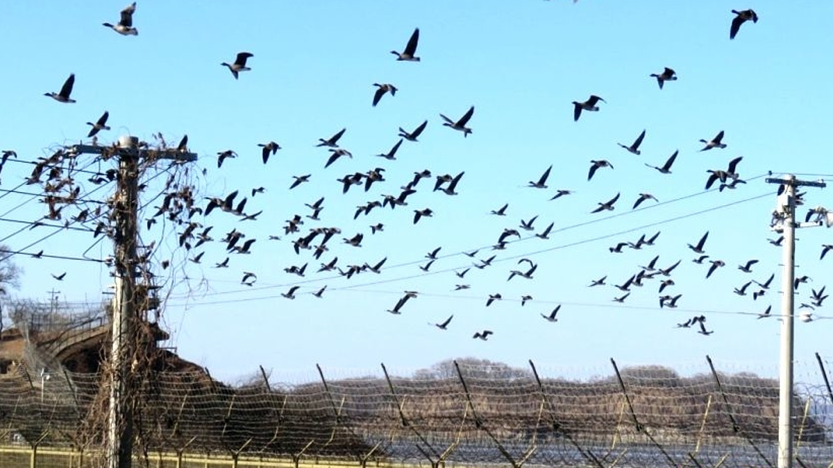 Vögel kennen keine Grenzen – und sind deshalb ideale Friedensbotschafter, wie hier am Han-Fluss zwischen Nord- und Südkorea im Westen der koreanischen Halbinsel.