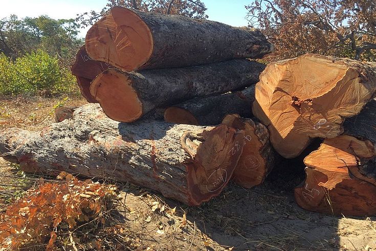 In den letzten Jahren ist die Nachfrage nach afrikanischem Tropenholz – vor allem aus Asien - stetig gestiegen.