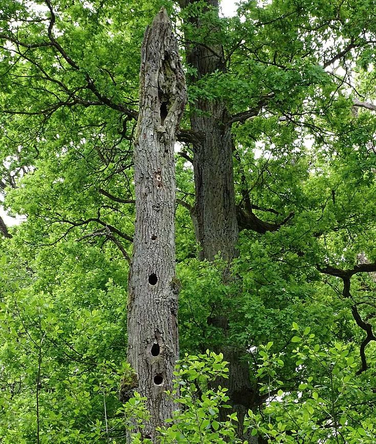 Stieleichen im Rainer Wald, im Vordergrund als stehendes Totholz mit zahlreichen Spechthöhlen
