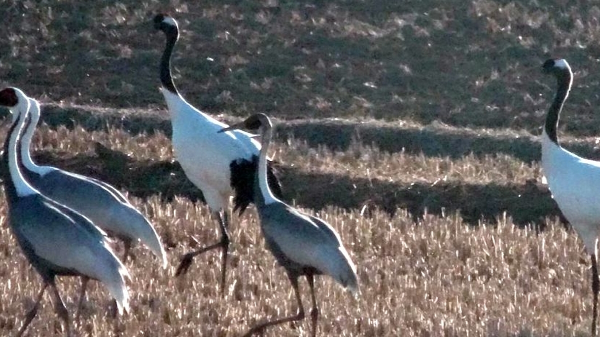 Seltene Zugvögel wie die Mandschurenkranich (Grus japonensis) oder der Weißnackenkranich (Grus vipio) können in Korea regelmäßig fast nur noch entlang der demilitarisierten Zone (DMZ) beobachtet werden. 