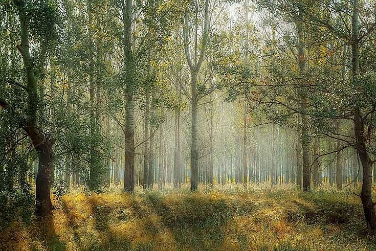 Ein Blick in einen Wald: weit auseinanderstehende Bäume mit zarten Blättern und sanftem Unterwuchs 
