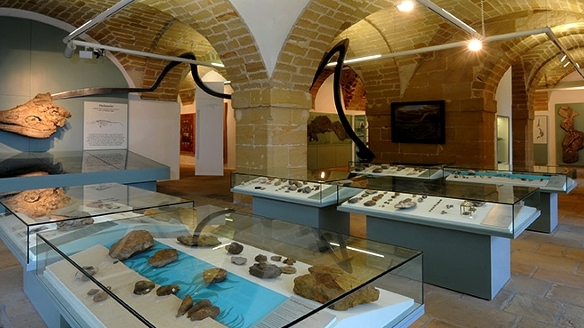 Petrefaktensammlung im Museum Kloster Banz
